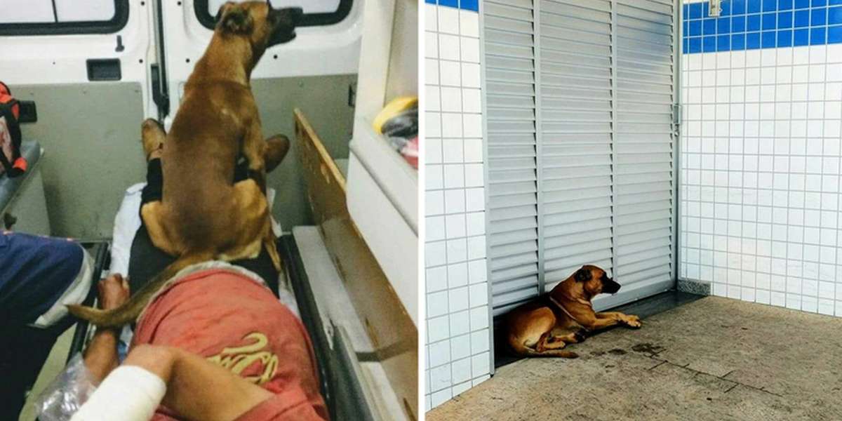 Loyal Dog Waits For His Friend After Riding With Him To The Hospital ...