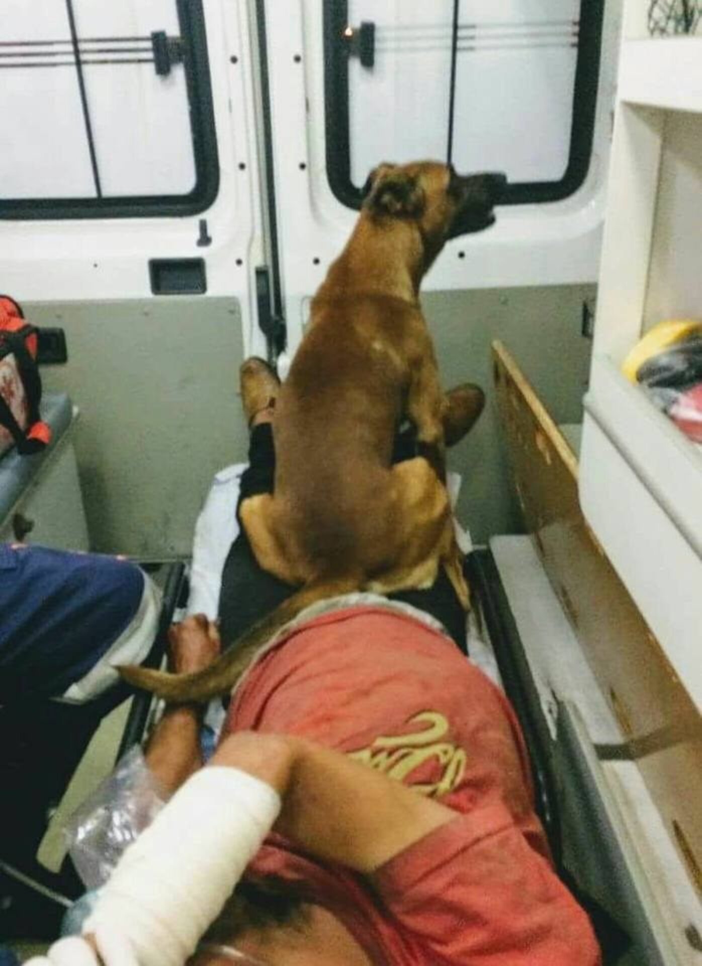 Loyal Dog Waits For His Friend After Riding With Him To The Hospital ...