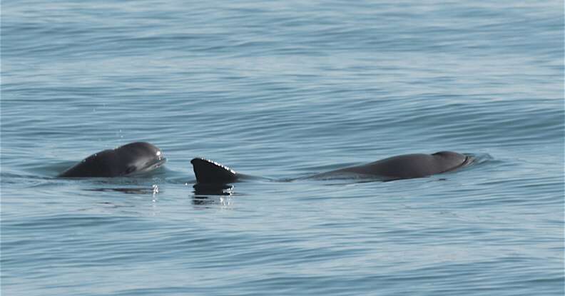 A long vaquita in the Gulf of California