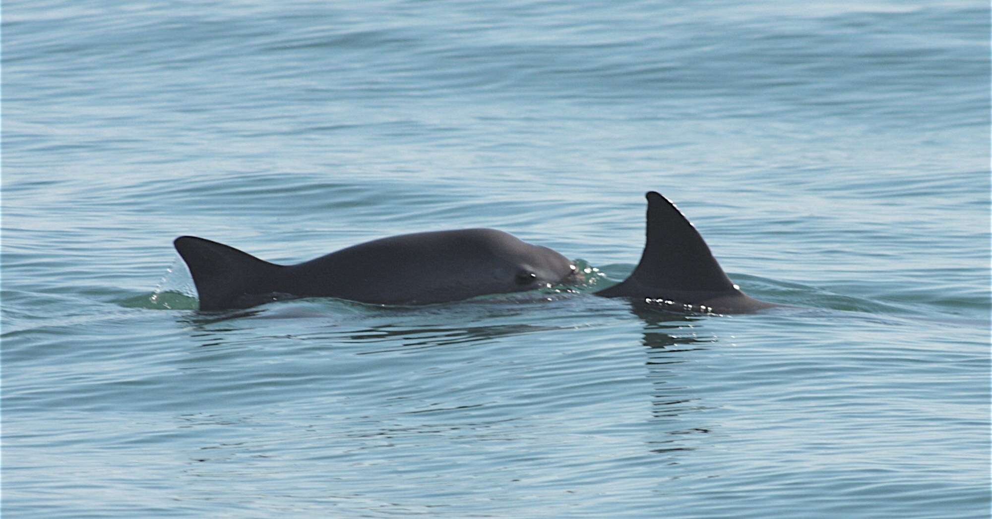 A long vaquita in the Gulf of California