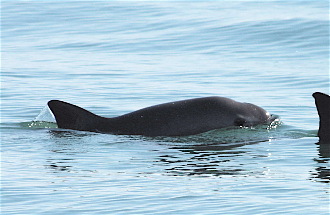 Vaquita porpoises in the Gulf of California
