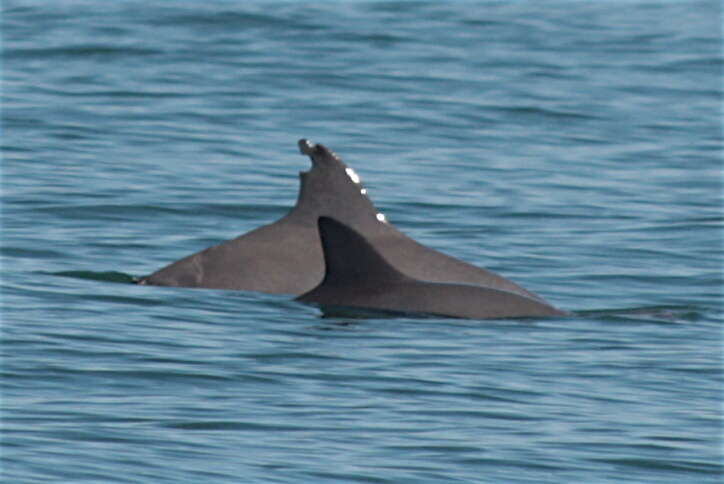 A pair of vaquitas in the Gulf of California