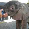 Truck Drivers Stop To Help Thirsty Baby Elephant By The Side Of The Road