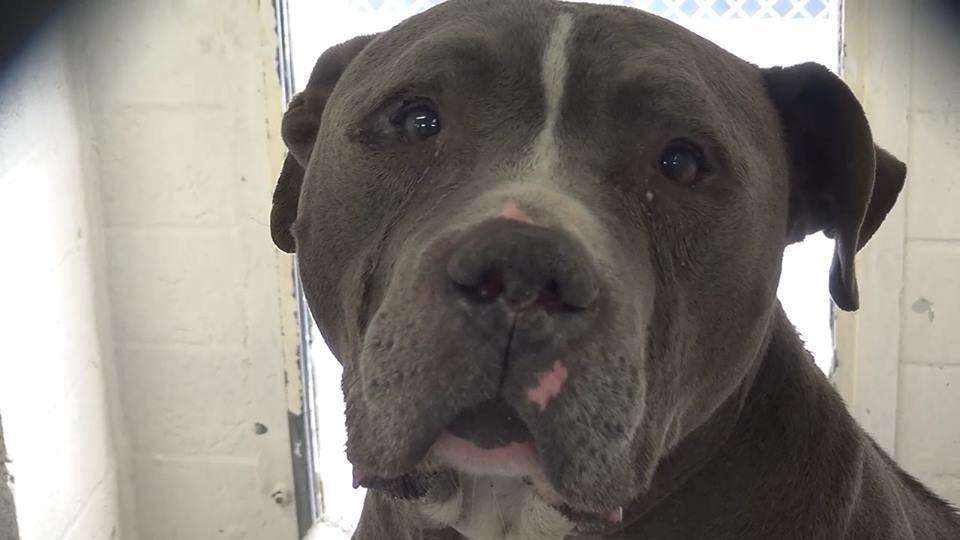 Blue King at Carson Animal Shelter