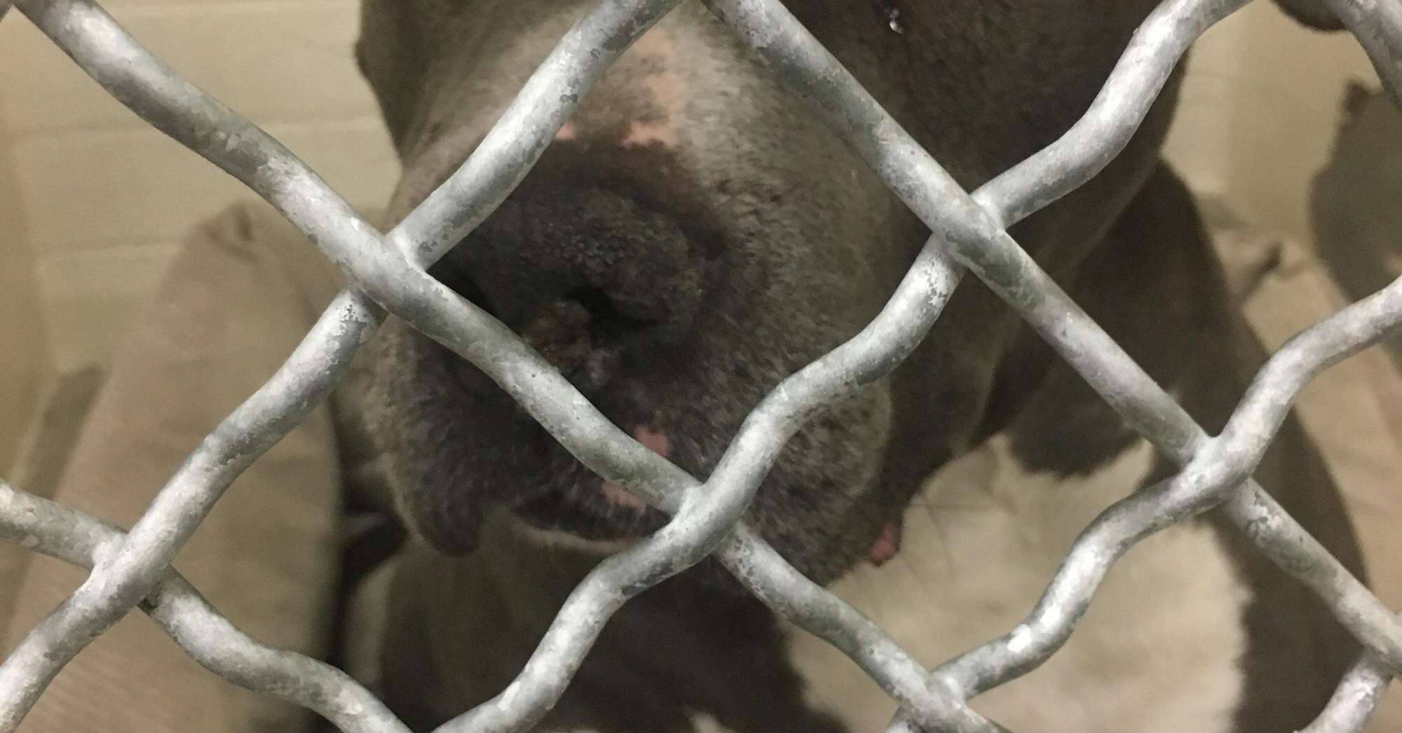 Pit bull crying at the animal shelter