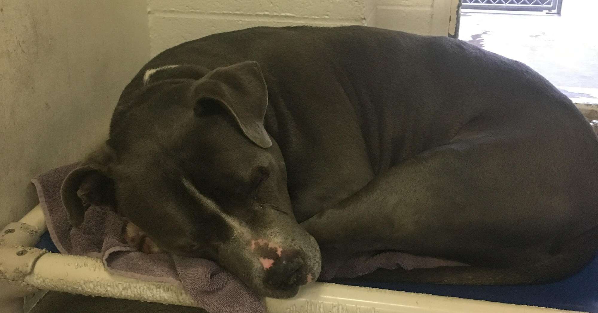 Blue King looking depressed at the animal shelter