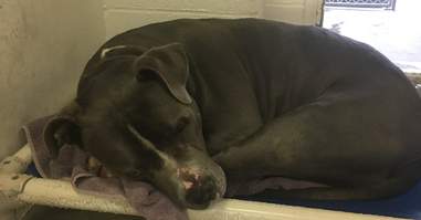 Blue King looking depressed at the animal shelter
