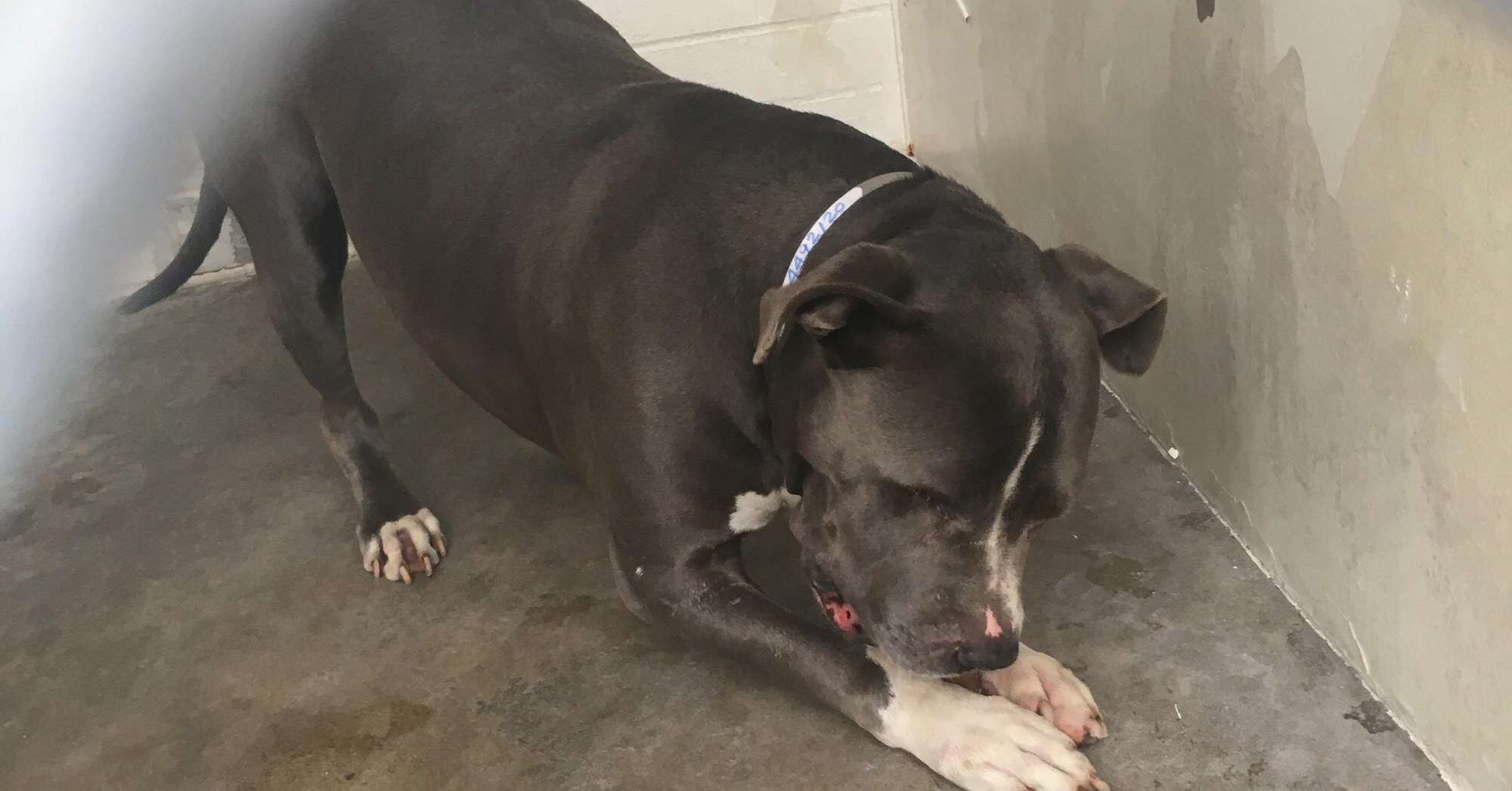 Blue King at the Carson Animal Shelter