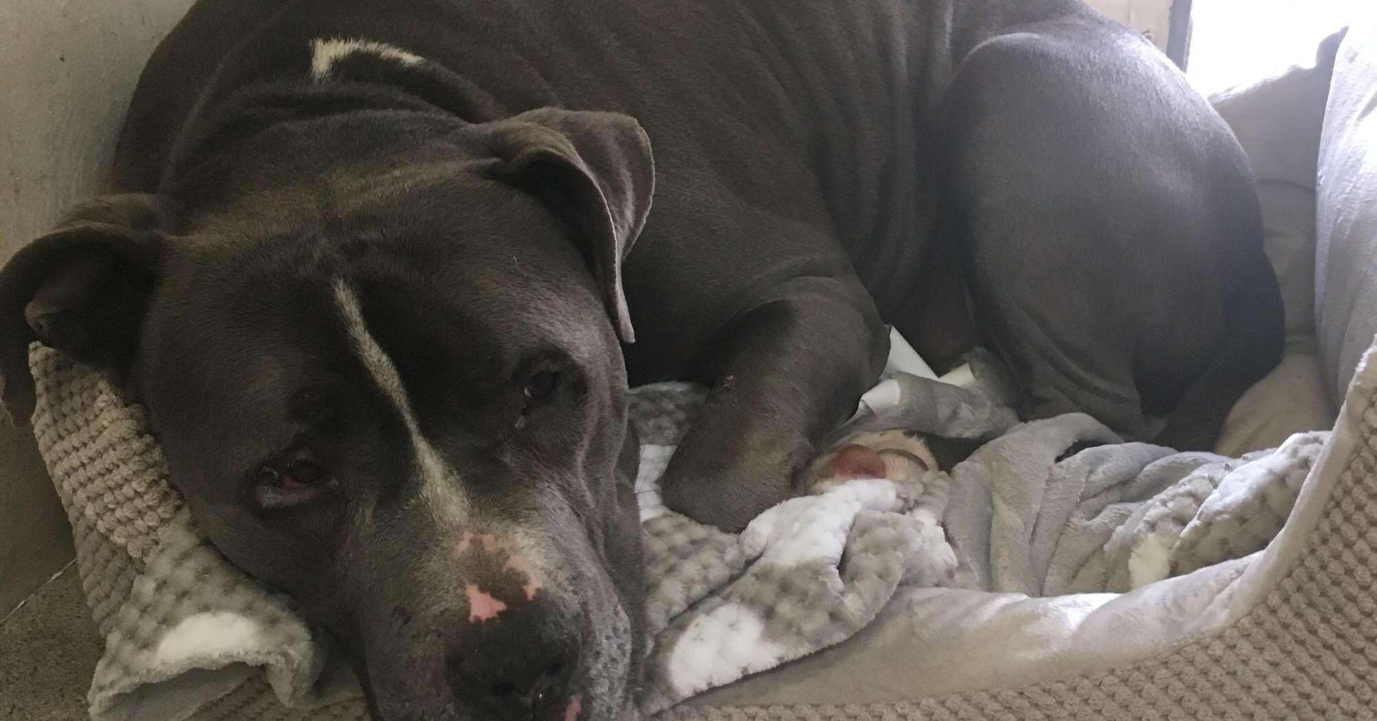 Blue King in a new bed at the animal shelter