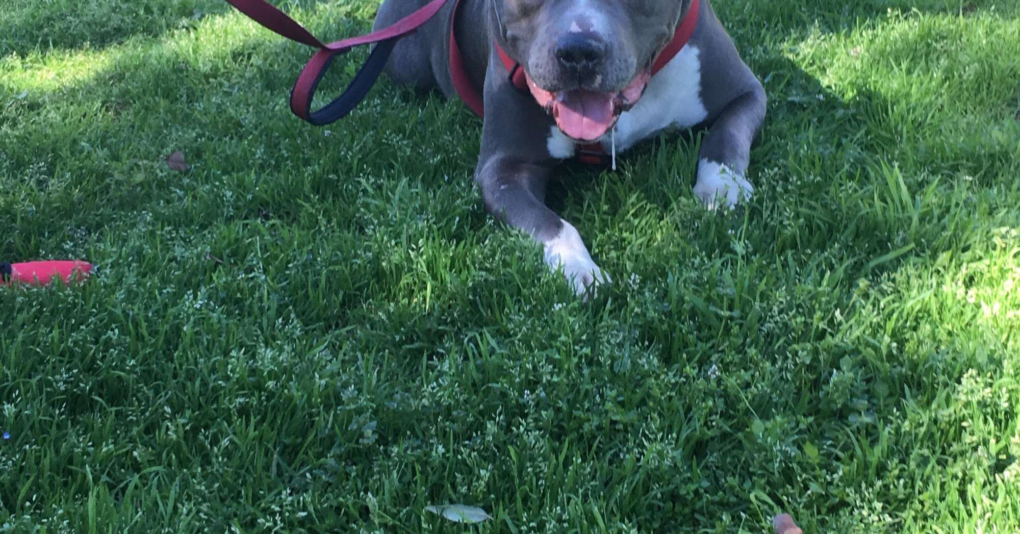 Blue King outside in the grass