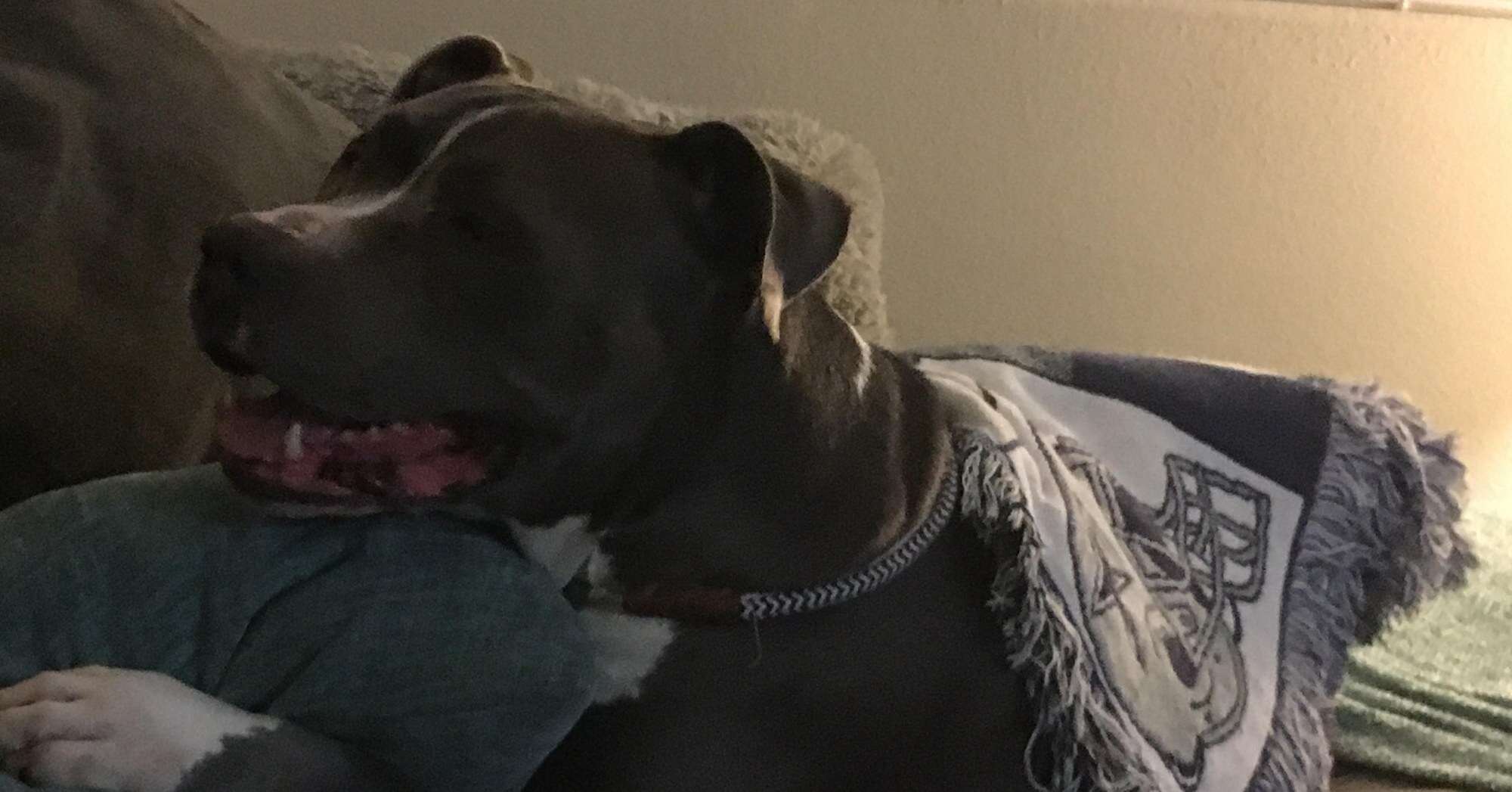 Rescue pit bull enjoying himself at home