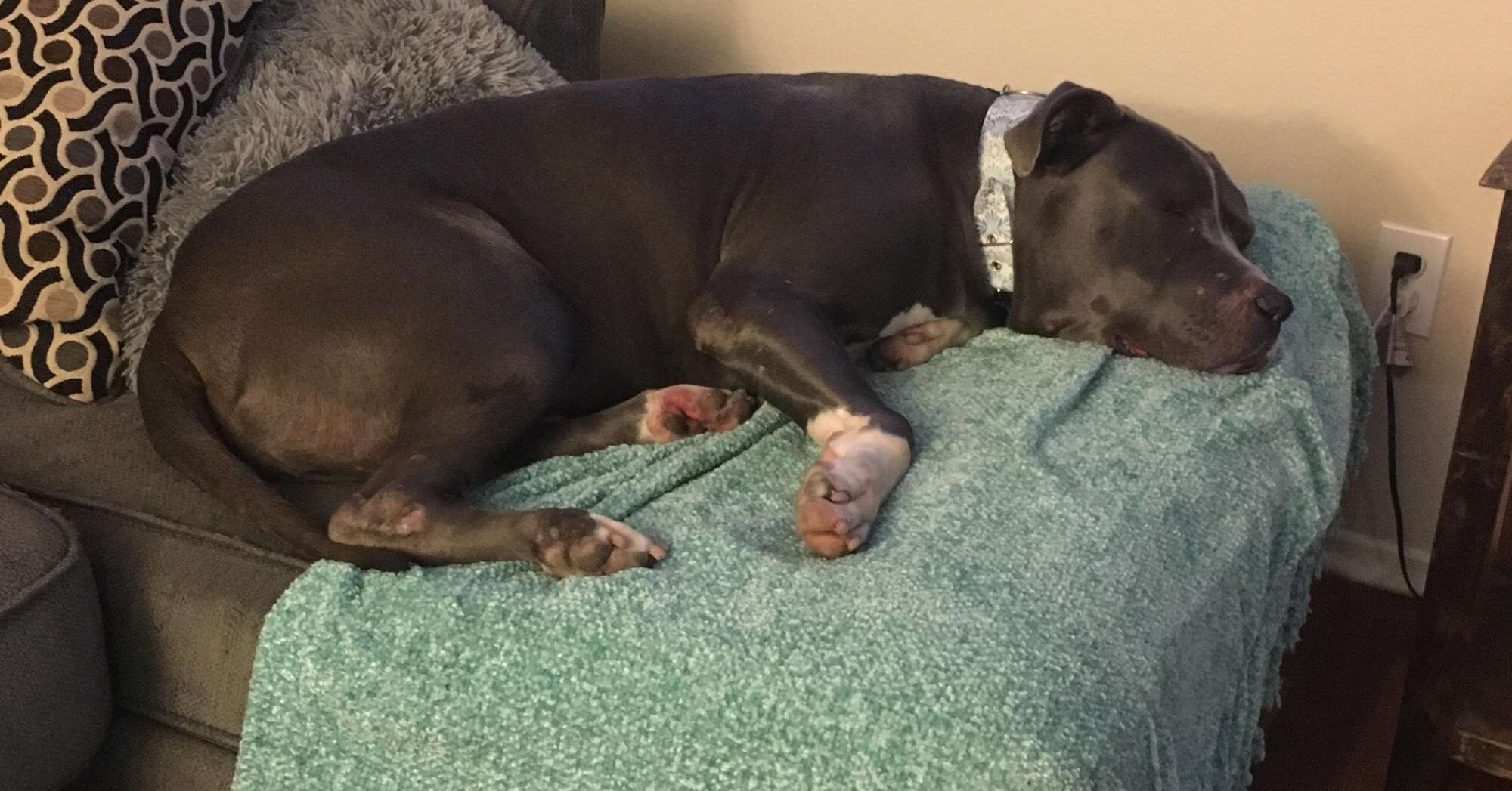 Rescued pit bull lying on the couch