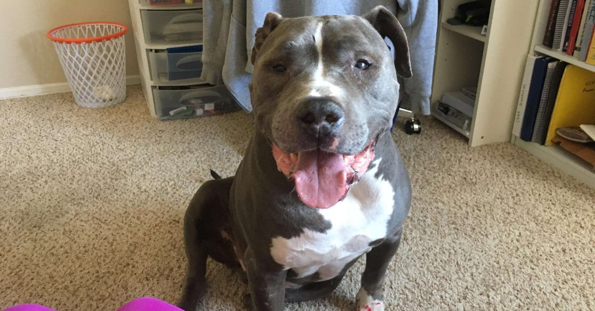 Rescued pit bull happy in his new home