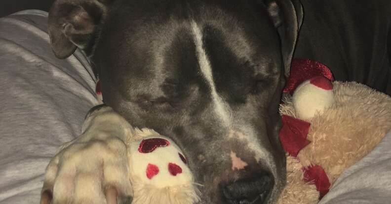 Rescued pit bull happy in his new home