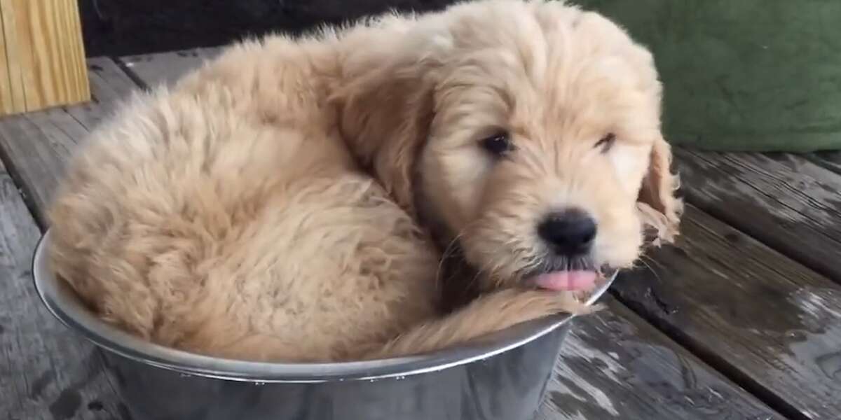Puppy Falls Asleep In His Water Bowl Videos The Dodo