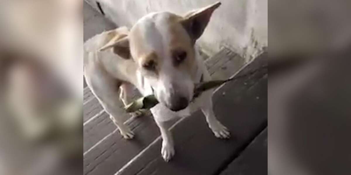 Stray Dog Brings Gifts To The Woman Who Feeds Him - Videos - The Dodo