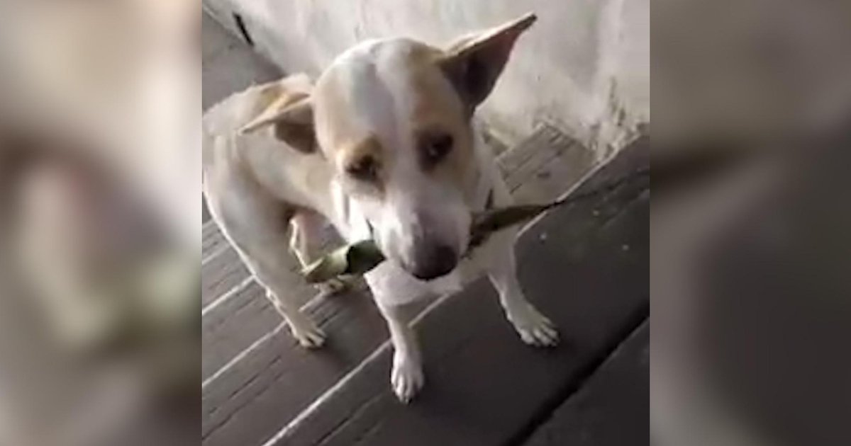 Stray Dog Brings Gifts To The Woman Who Feeds Him Videos The Dodo