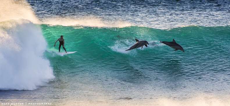 Dolphin and surfer sharing a wave at Byron Bay today #dolphin