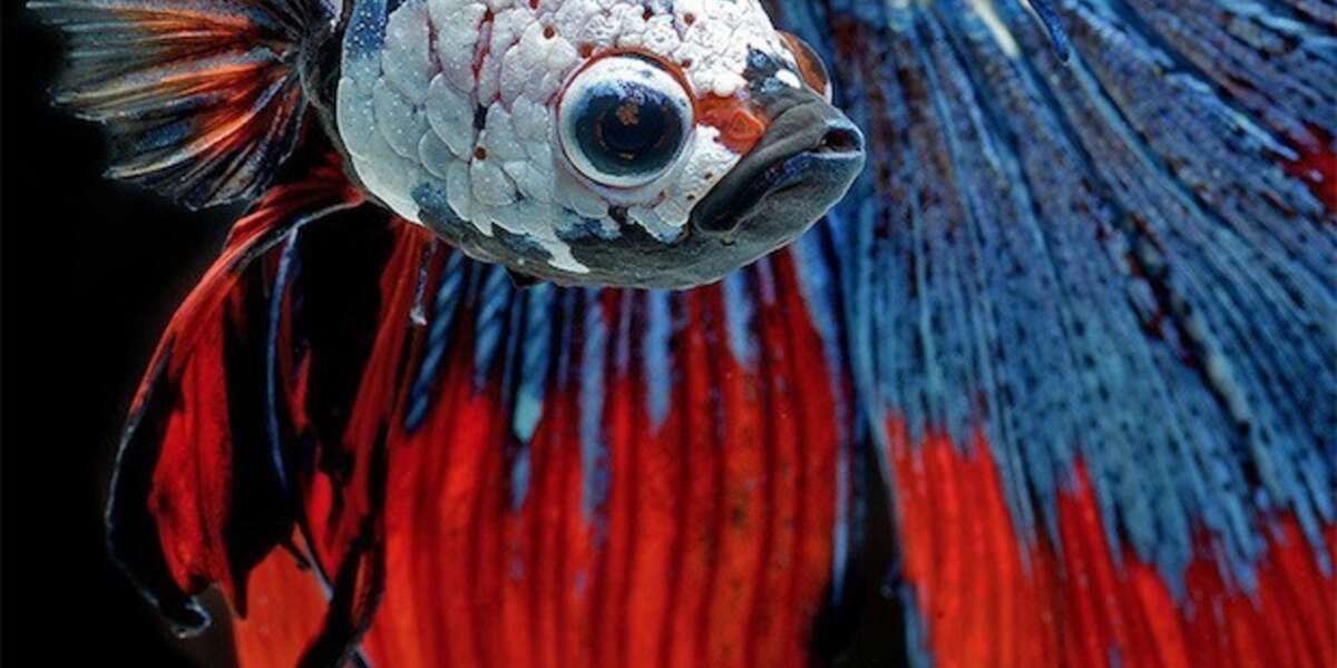 Photo Series Captures The Stunning Beauty Of Siamese Fighting Fish ...