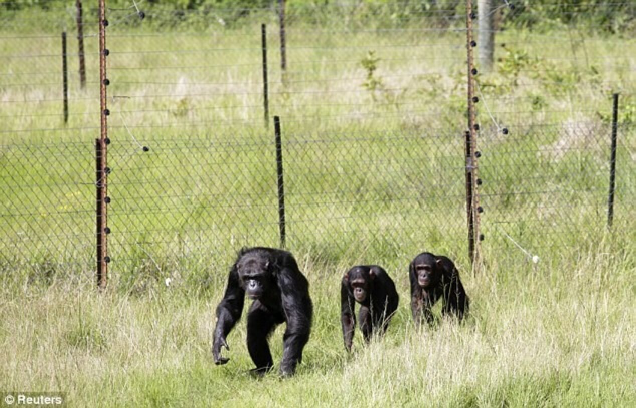 Courts Toss Lawsuits For Chimps To Be Given Human Rights - The Dodo
