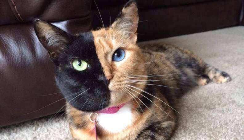 Venus The Two Faced Cat Is A Marvelous Mystery The Dodo