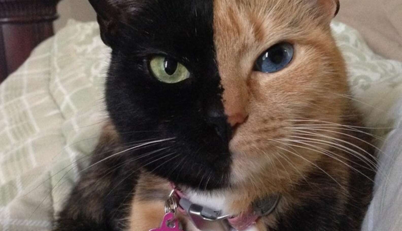 Venus The Two-Faced Cat Is A Marvelous Mystery - The Dodo