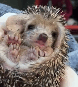 Yawning Hedgehog