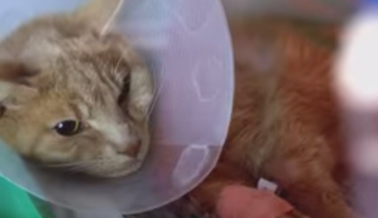 "Supervet" Brings Cat Back To Life After Heart Stops Beating The Dodo