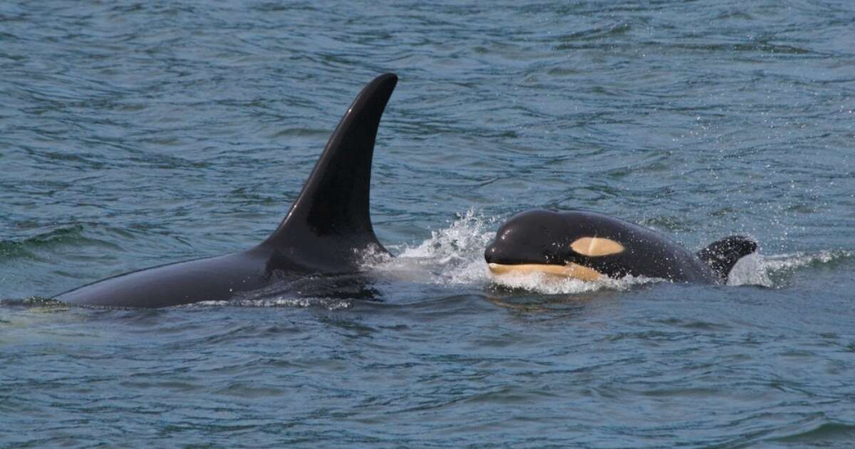 World’s Oldest Orca (She’s 103!) Spotted Along Canadian Coast - The Dodo