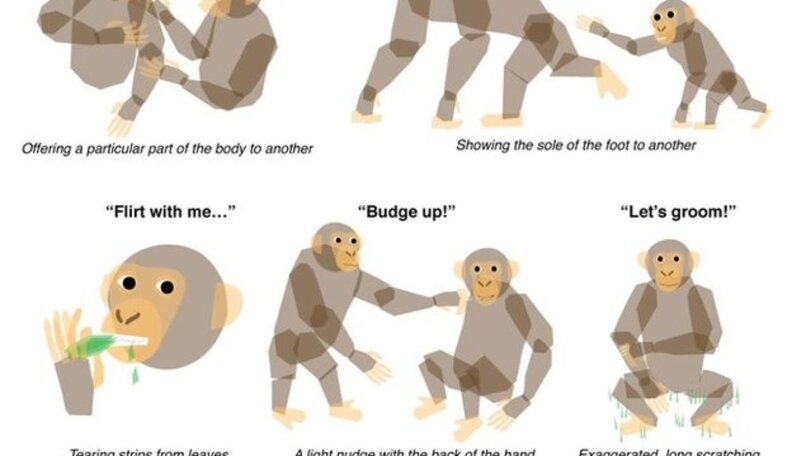 Researchers Discover Chimps Rely On Language In The Same Ways That ...