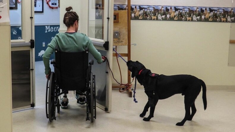 This Service Dog Transformed 2 Boston Marathon Survivors' Lives - The Dodo