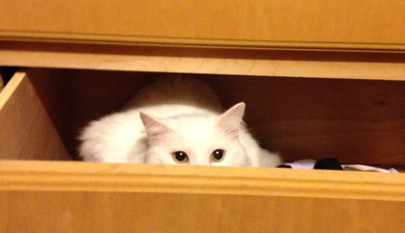 10 Cats Dogs Who Are Winning At Hide And Seek The Dodo