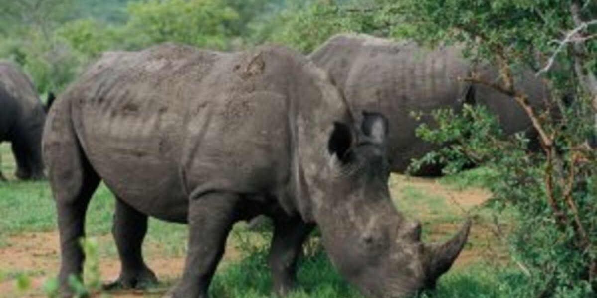 If Rhinos Go Extinct - The Dodo