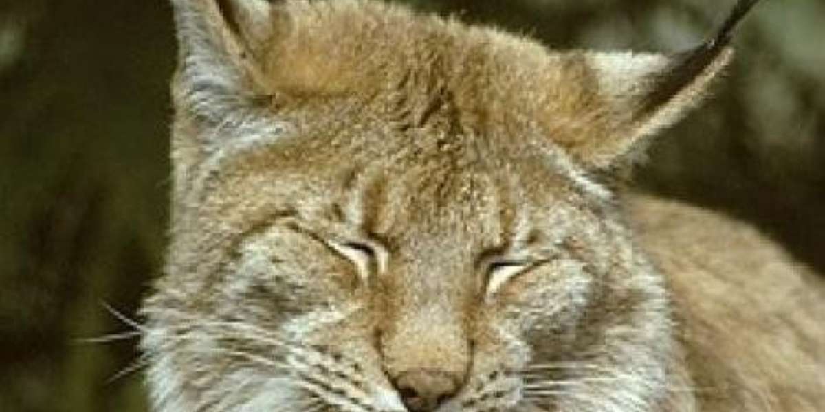 Lynx's Links - The Dodo