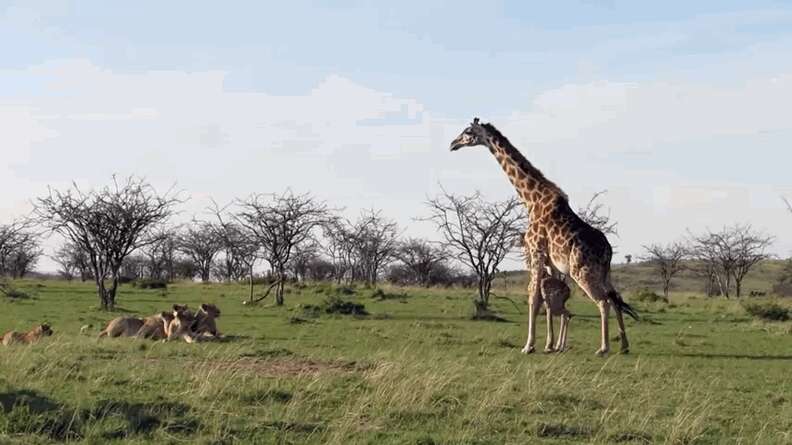 6 Heroic Animal Mothers Who Save Their Babies From Predators - The Dodo