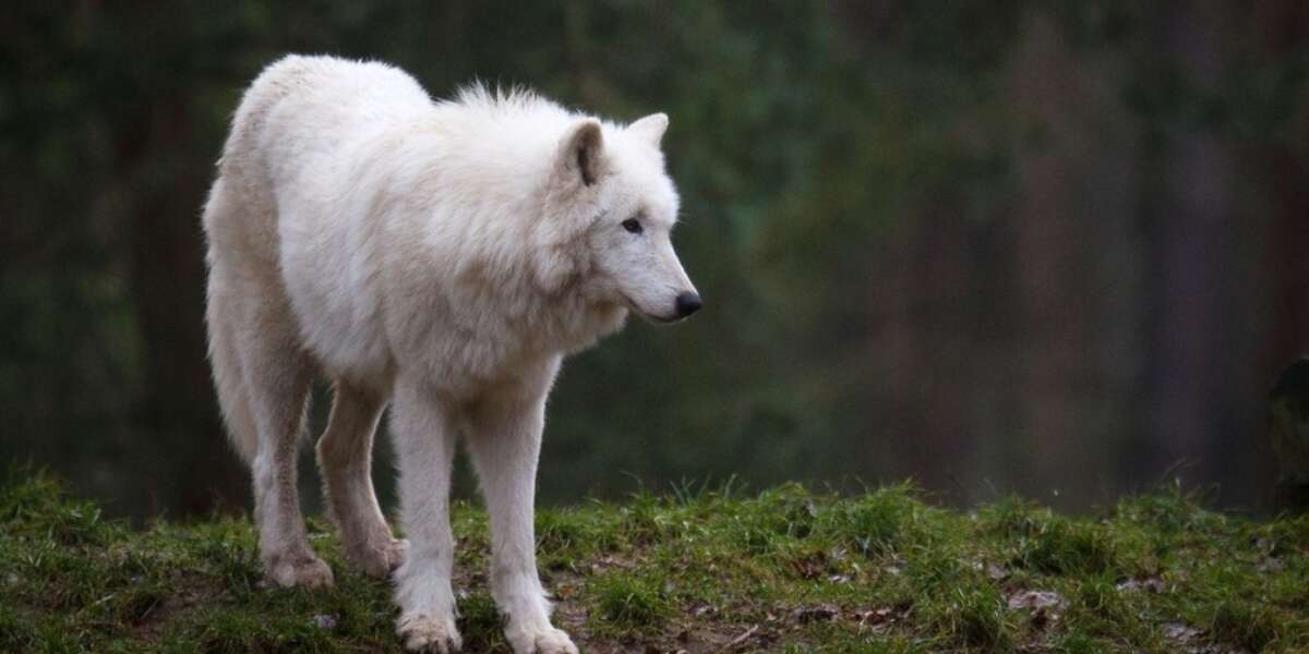 George R. R. Martin Refuses To Kill Off 13-Year-Old Fan, Instead ...