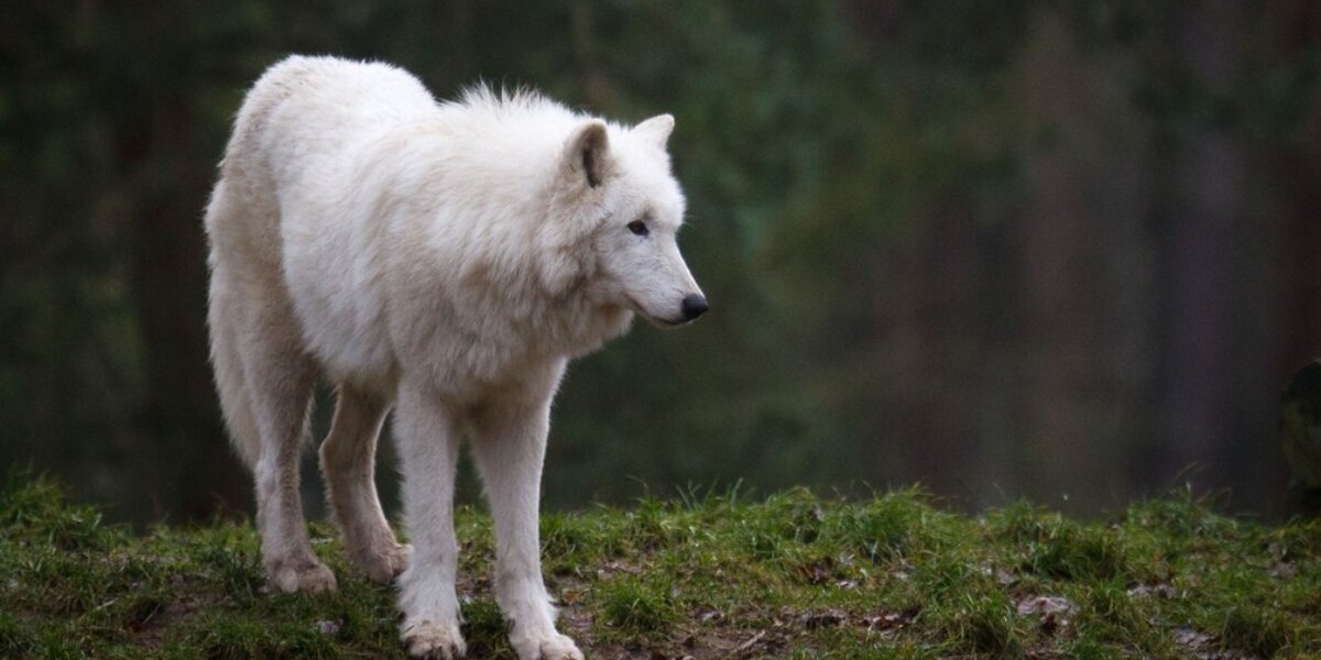 George R. R. Martin Refuses To Kill Off 13-Year-Old Fan, Instead ...