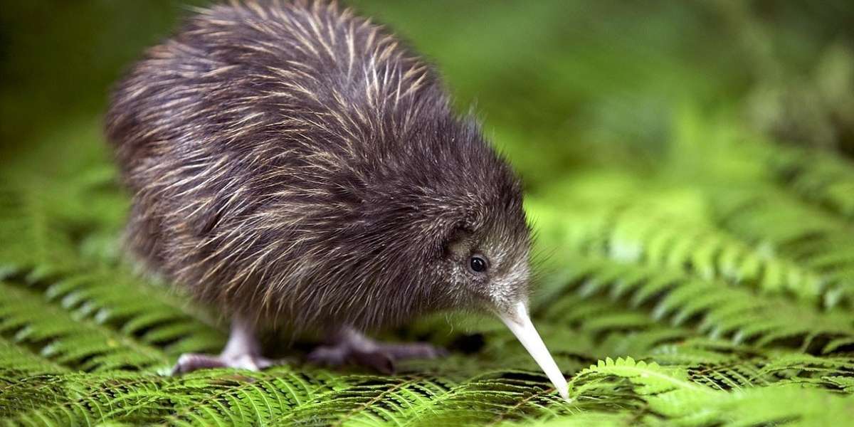 kiwi eggs