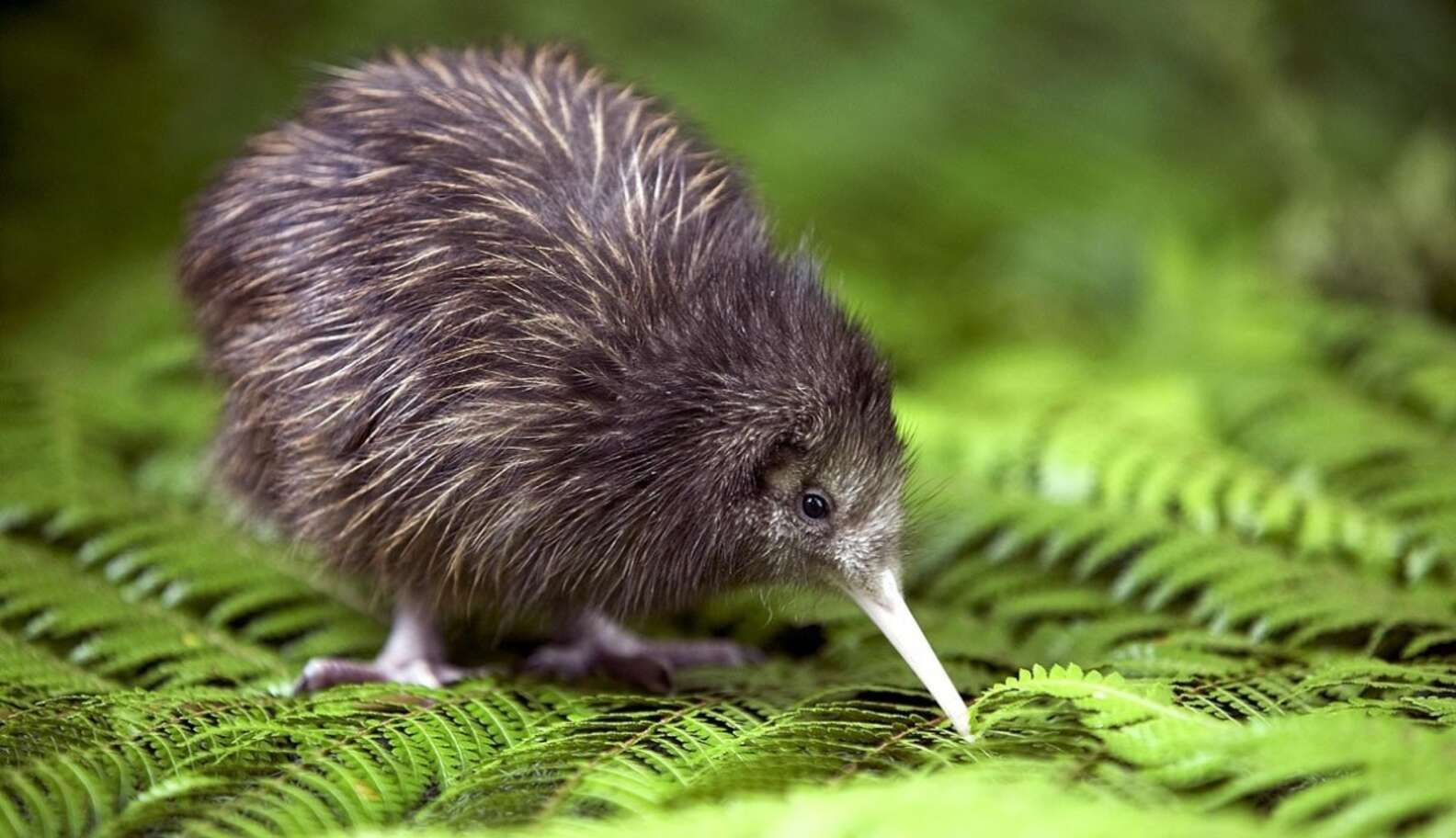 Kiwi looking at grass