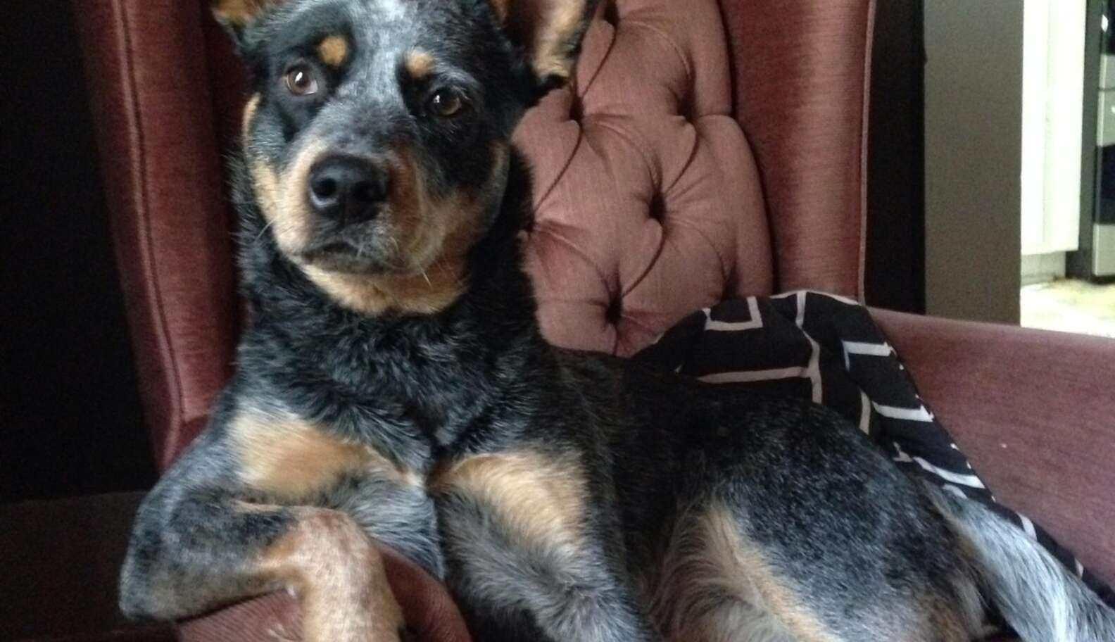 8 Unusual Behaviors Animals Share With Humans - The Dodo