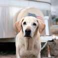 Look At These Poignant Portraits Of 9/11 Search Dogs, 12 Years Later