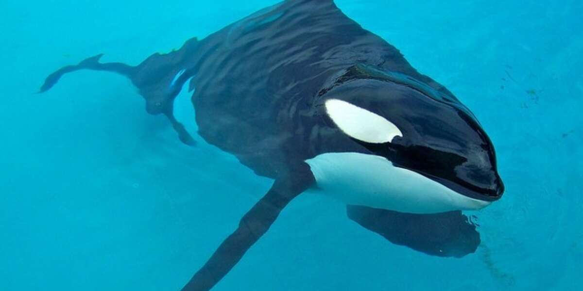 USDA Complaint Filed Over SeaWorld's Sunburned Orcas - The Dodo