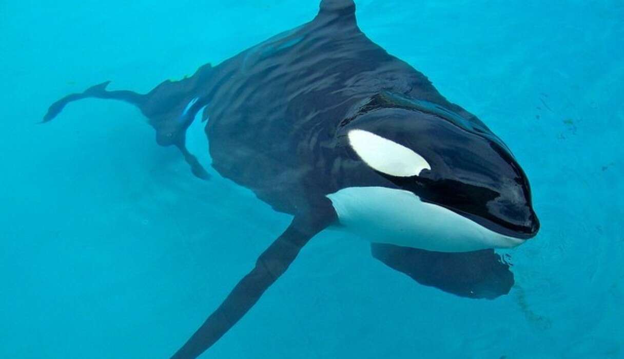 USDA Complaint Filed Over SeaWorld's Sunburned Orcas - The Dodo