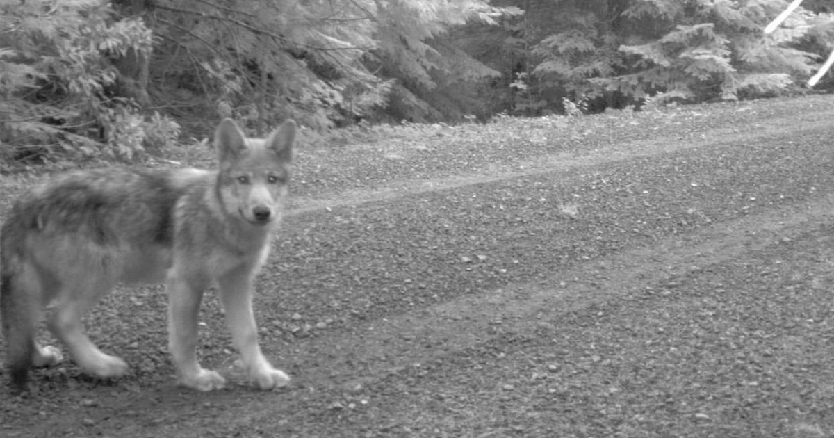 First Wolves Born In Oregon Cascades Since The 1940s Caught On Camera And They’re Adorable