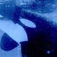 What's Wrong With Kayla The Killer Whale?