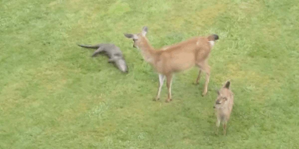 Friendly Otter Meets Cautious Deer Family And Falls In Love.