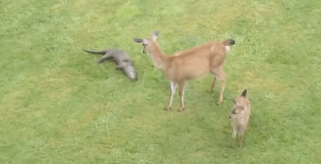 Friendly Otter Meets Cautious Deer Family And Falls In Love - The Dodo