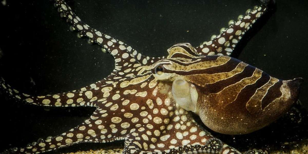 Not Such Loners After All: A New Octopus Species Is Breaking Cephalopod ...