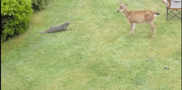 Friendly Otter Meets Cautious Deer Family And Falls In Love - The Dodo