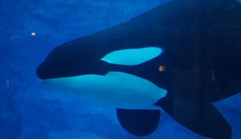 What Is SeaWorld Trying To Hide By Painting Their Orcas Black? - The Dodo